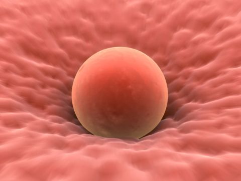 Understanding Ovulation So You Won’t Get Her Pregnant